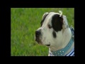 Dr Harry meets Laura and Chester the skateboarding dog