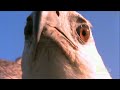 World S Deadliest Eagle Vs Toxic Snake images World S Deadliest Eagle Vs Toxic Snake