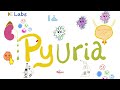 Pus in the Urine (Pyuria) - Urinary Tract Infections (UTI) - Urinalysis - Labs