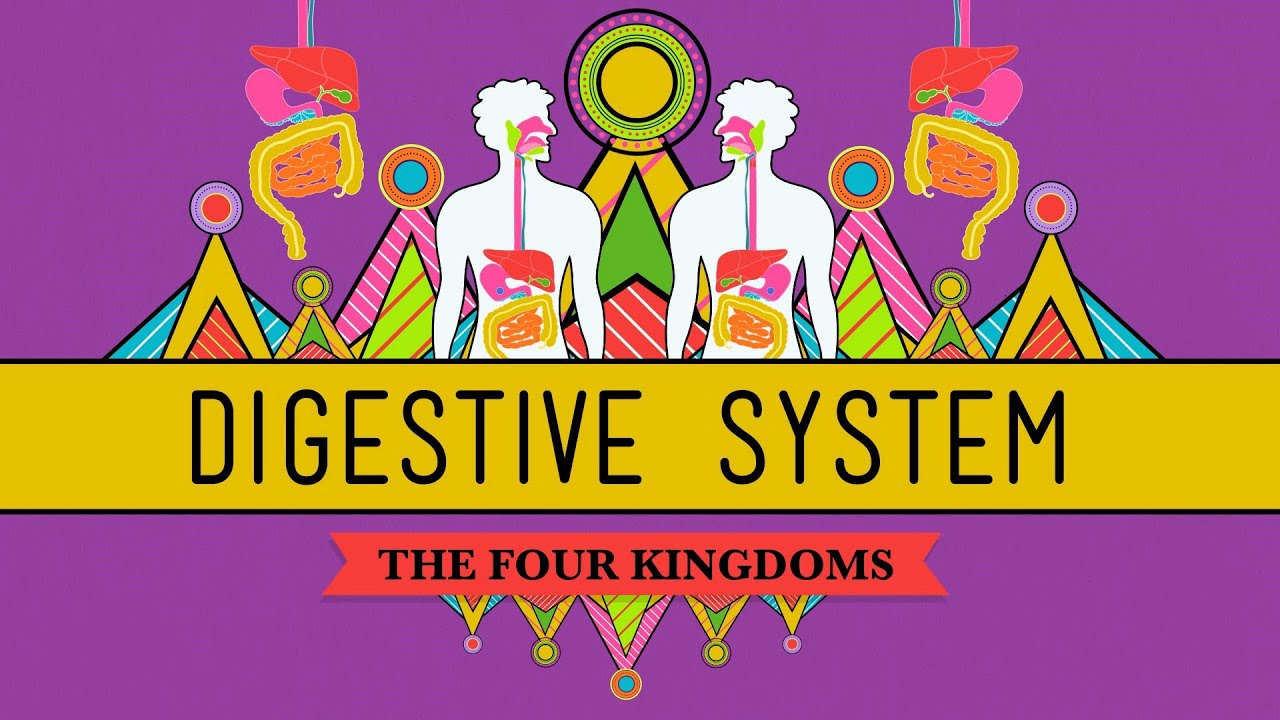 The Digestive System: CrashCourse Biology #28 - YouTube