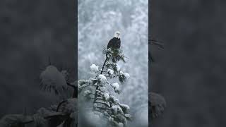 Snower