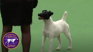 Wkc Archives Smooth Fox Terrier, Dodger