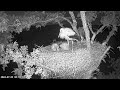 Knepp White Stork nest camera