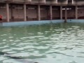 Latihan Berenang Tahun Baru 2014 images Latihan Berenang Tahun Baru 2014