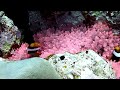 Nemos in pink Blasenanemone - Similans, in HD