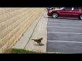 Hawk Vs Snake Hawk Fights And Attacks A Snake In images Hawk Vs Snake Hawk Fights And Attacks A Snake In