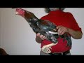 Asil (chicken)
