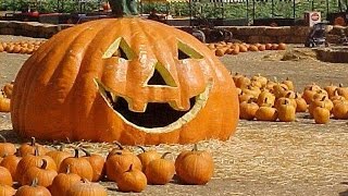 an analysis on how to grow your own great pumpkin for halloween an analysis on how to grow your own great pumpkin for halloween