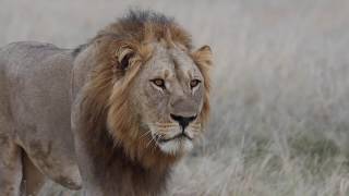 Male Lion prowling Male Lion prowling