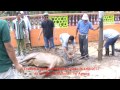 sembelih lembu