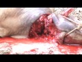 sembelih lembu