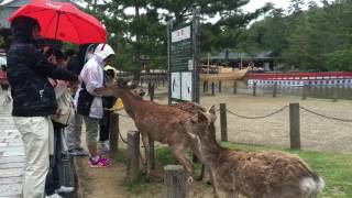 Foodie Explorers visit the deer of Nara, Japan