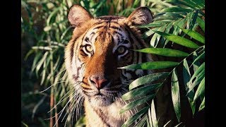 Top Doentary Animal Tigers Revenge National Geographic Wildlife Animal