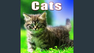 Single Meow From Pet Cat