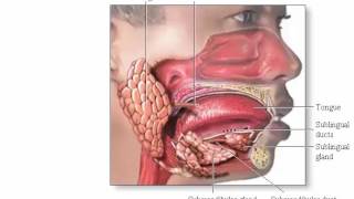 Digestive System Secretion Part 1 In Mouth And Stomach