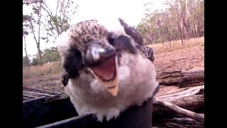 Kookaburras Dacelo Novaeguineae
