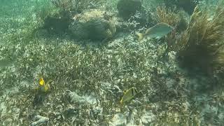 Porkfish On Reef January 2022