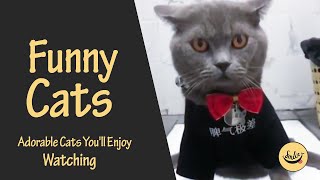 Funny Cats Adorable cats you'll enjoy watching ♥♥ (New Videos)