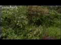 Kony Documentary