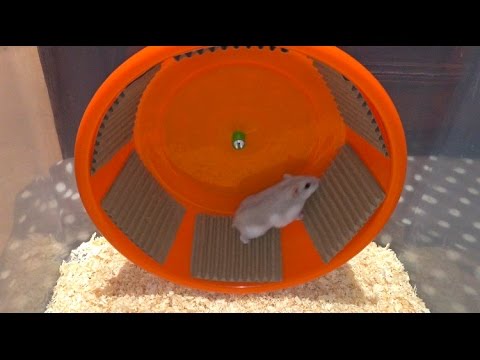 Как сделать колесо хомяк Как сделать колесо хомяк