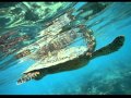 Malediven Unterwasser Bilder - Tauchen - Schnorcheln
