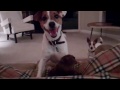 Jack Russell Talks about his Dog Toy