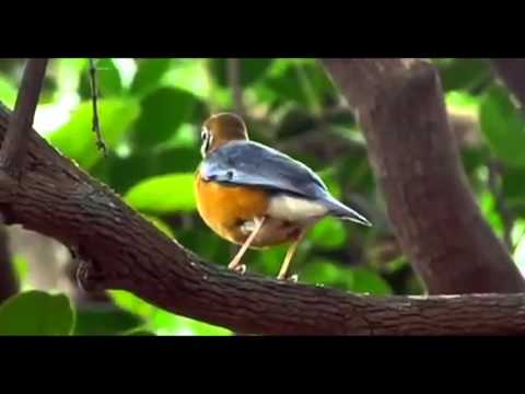 VIDEO : ☆anis merah hutan tropis - more nice and interest vidios, visit ! ...