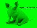 porco