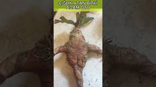 Çığlık Atan Bitki Adam Otu