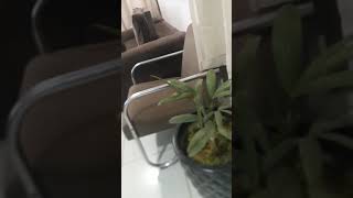Esplicando Oque É O Mamando ?