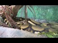 Unique Snake Birth at Louisville Zoo