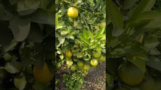 Sweet Lime Farming