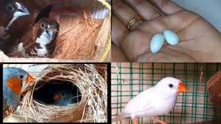 Watch Finches Lay video