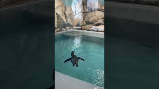Penguins At The Zoo / Пингвины В Зоопарке