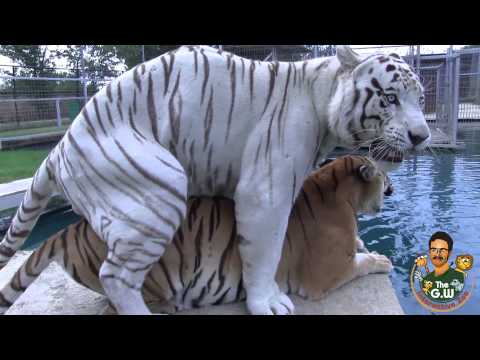 Animal Sex