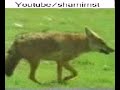 A Lion Kills Stripped Hyenas & Hyenas hunts Deers
