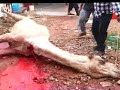 Camel Qurbani images Camel Qurbani