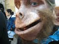 mono humano - human ape