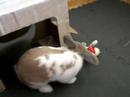 Really Crazy Bunny!