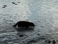 Jack the dog swimming