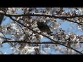 Le Japon des cerisiers en fleurs - Échappées belles