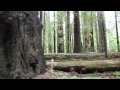 The Largest Myrtlewood Tree in Oregon - DanTraveling