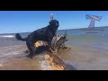 FUNNY ANIMALS on the BEACH, this is FUNNIER THAN WATCHING CATS! - Funny ANIMAL compilation