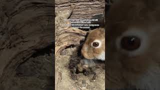Newborn Hares / Новорожденные Зайчата #Bunny #Cute #Hare #Wildlife
