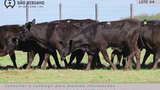 LOTE 4 - FÊMEAS BRANGUS "B" - LEILÃO VIRTUAL SÃO BIBIANO 2020