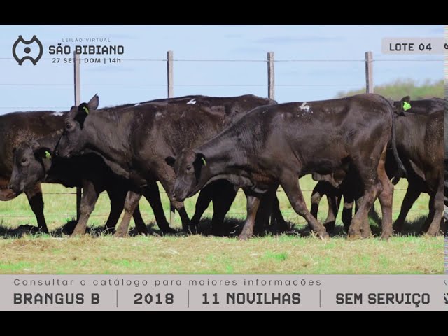 FÊMEAS BRANGUS - LEILÃO VIRTUAL SÃO BIBIANO 2020