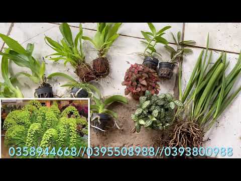 7/5 VŨ NỮ HOÀNG HẬU KHỦNG, combo lan thái bao ship 0393873266, 0394404142