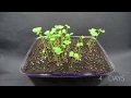 Growing Broccoli Sprouts Time Lapse