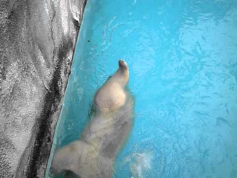 ゆったりと泳ぐキロル　浜松市動物園　2011／6／12