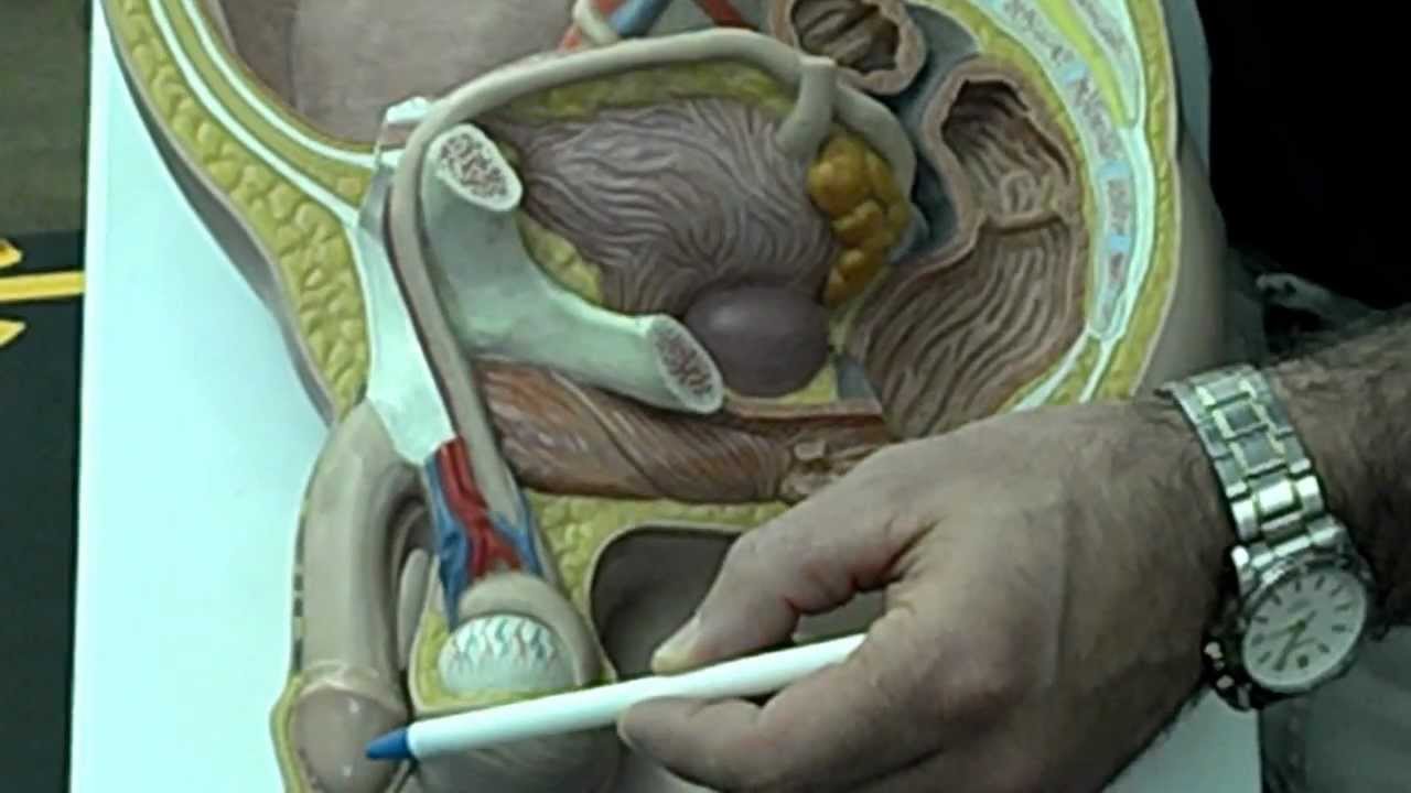 A&P 2 HVCC Reproductive System Practical Review - YouTube